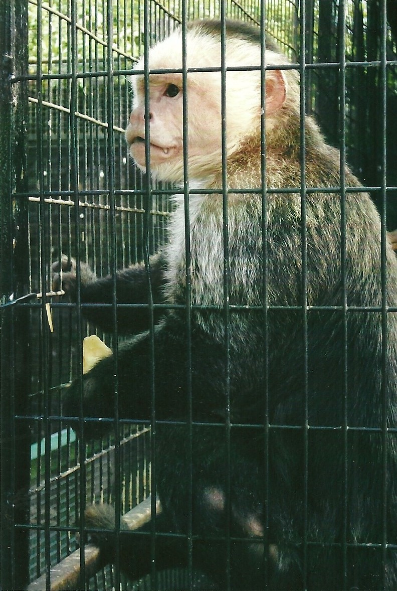 White-throated Capuchin, 13th September 2013