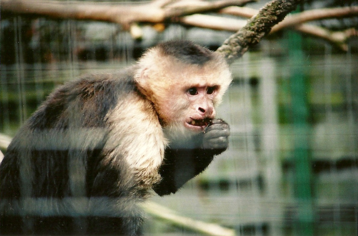 White-throated Capuchin 16th April 2004