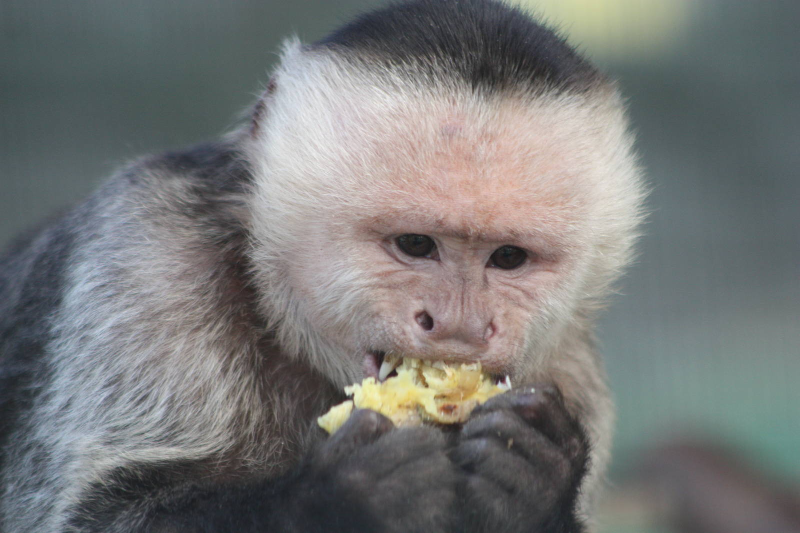 White-throated Capuchin, 23rd September 2014