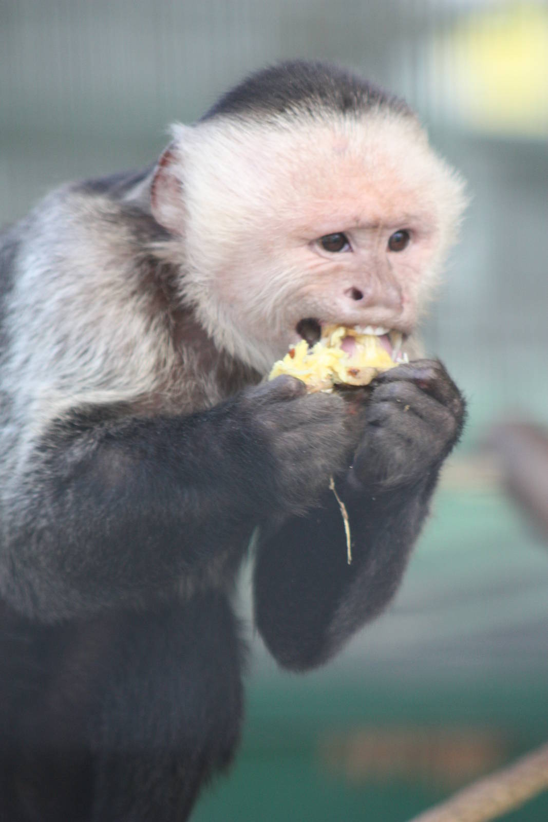 White-throated Capuchin, 23rd September 2014