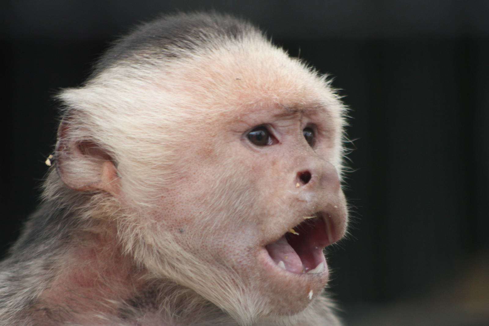 White-throated Capuchin, 23rd September 2014