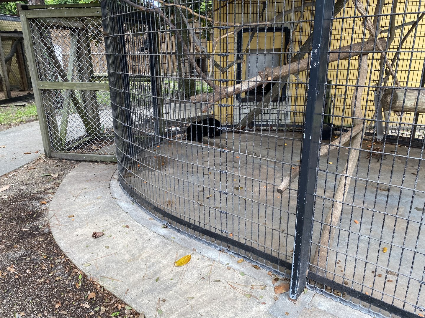 White-Throated Capuchin - 6/22/2023