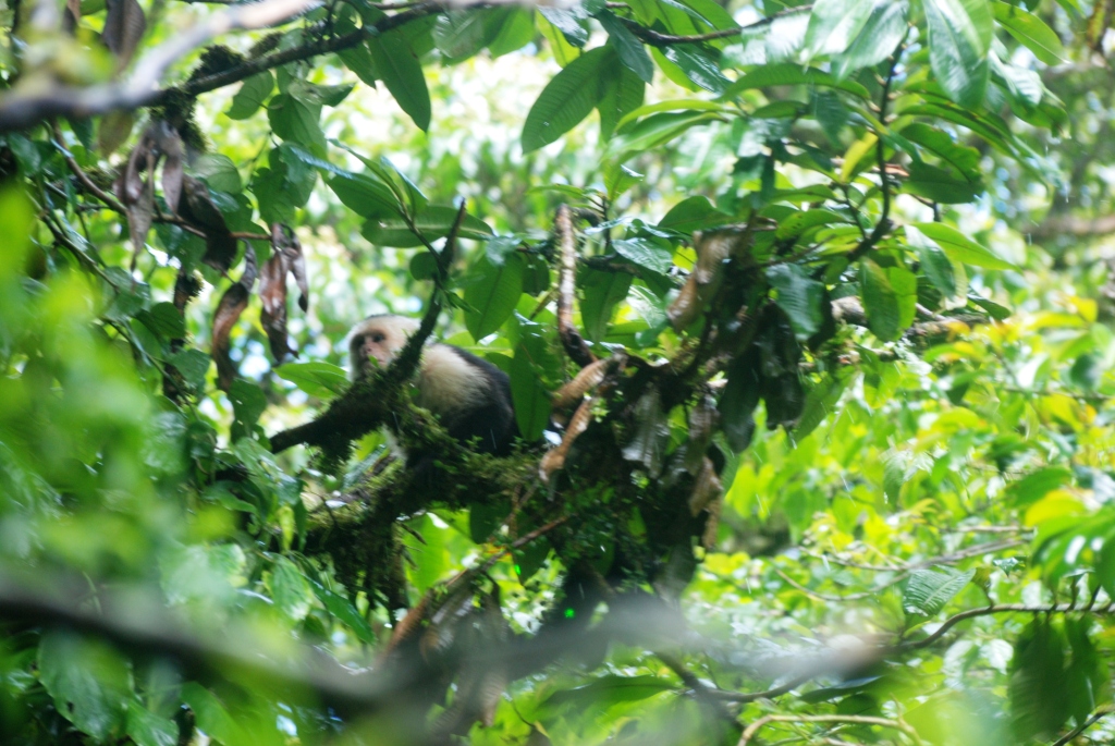 White-throated Capuchin at Monteverde Reserve, 21/04/14
