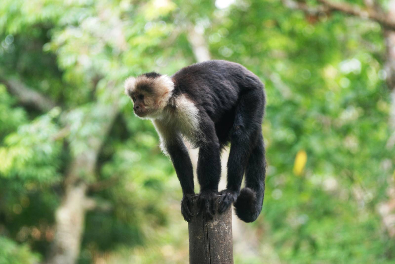 White-throated Capuchin at Zoo Simon Bolivar, 12/04/14