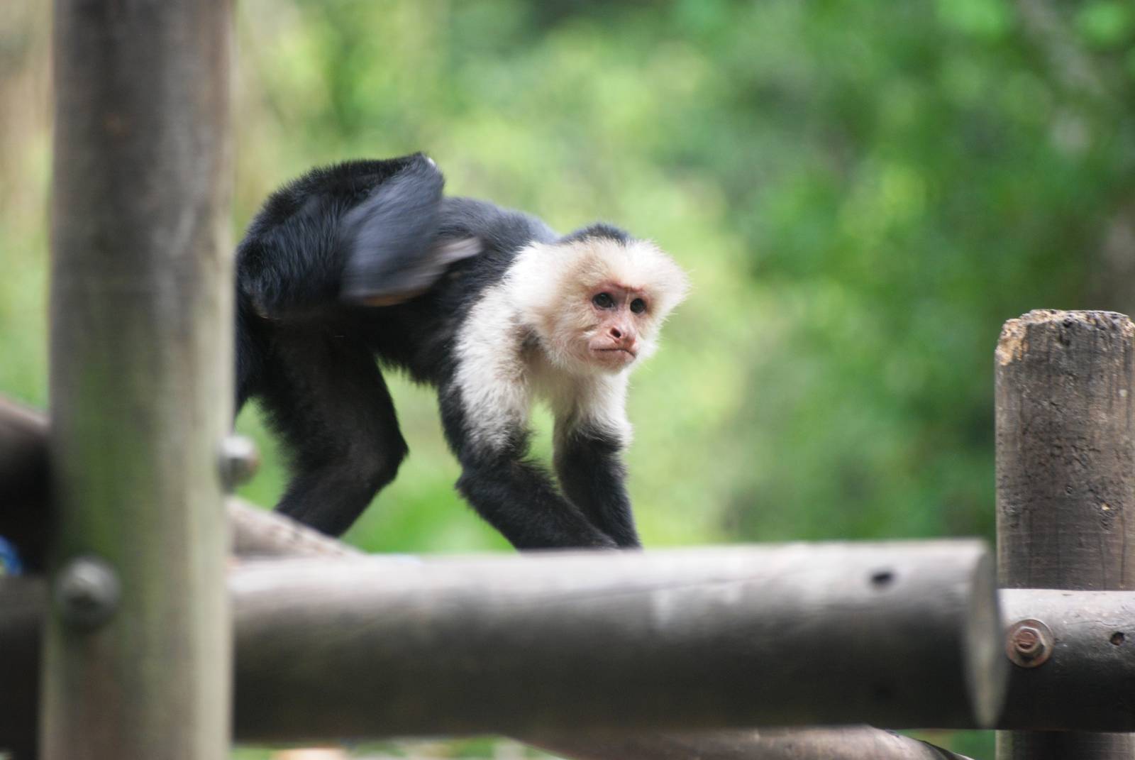 White-throated Capuchin at Zoo Simon Bolivar, 12/04/14