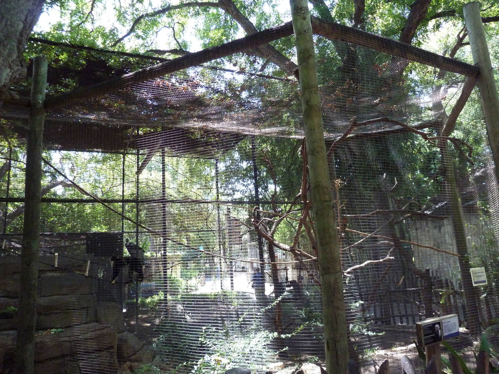 White-Throated Capuchin Exhibit