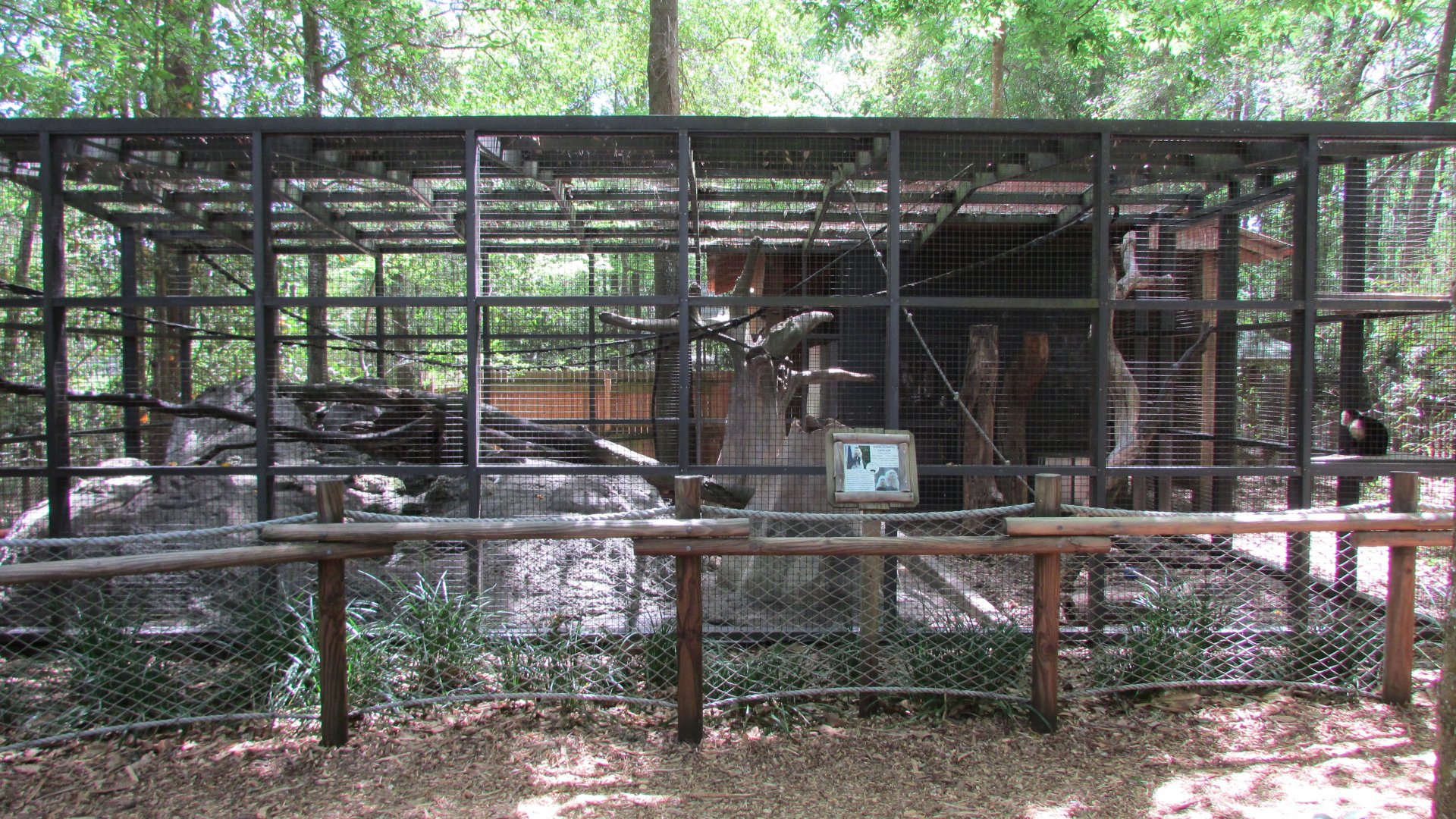 White-Throated Capuchin Exhibit