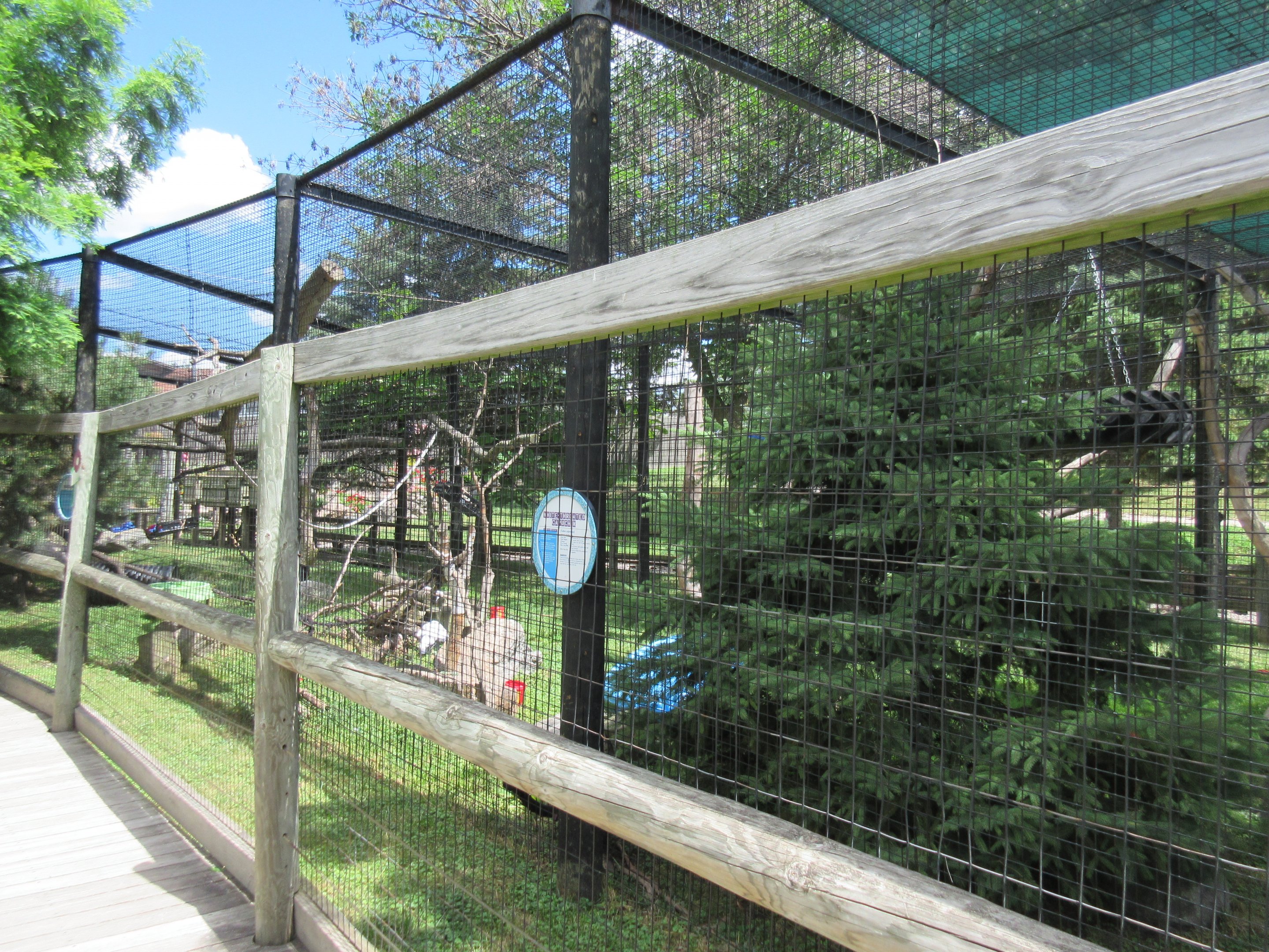 White-throated Capuchin Exhibit