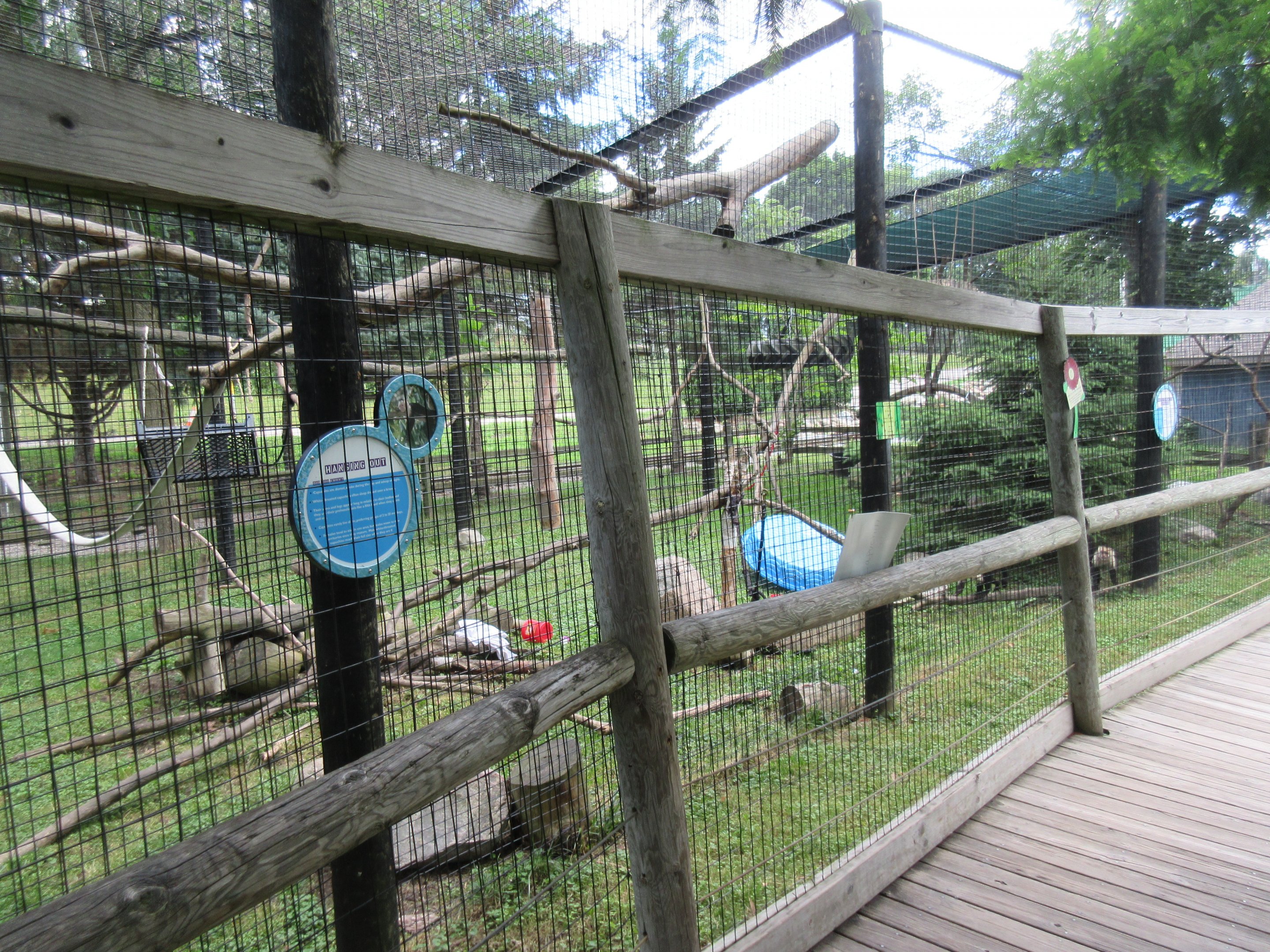 White-throated Capuchin Exhibit