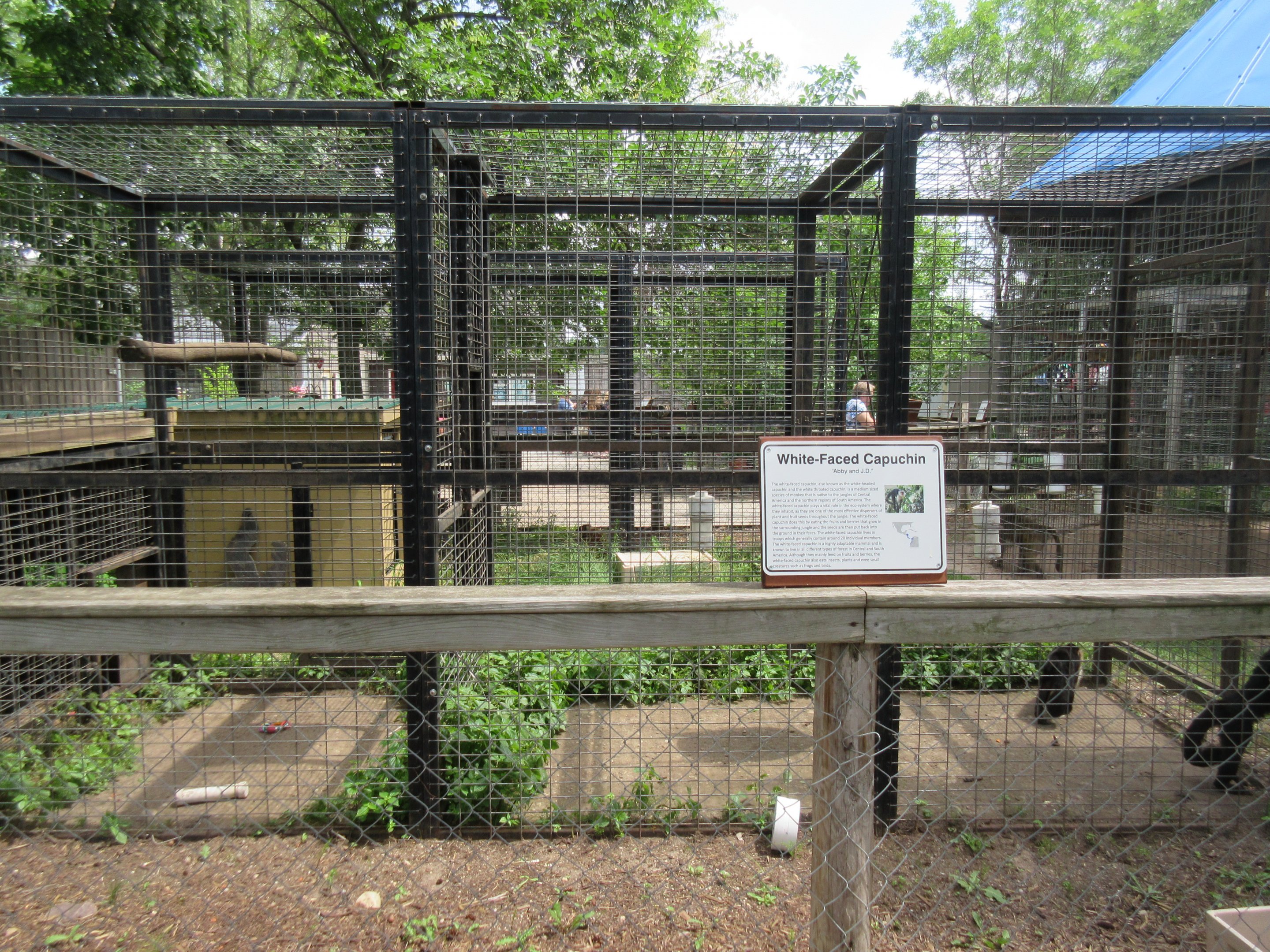 White-throated Capuchin Exhibit