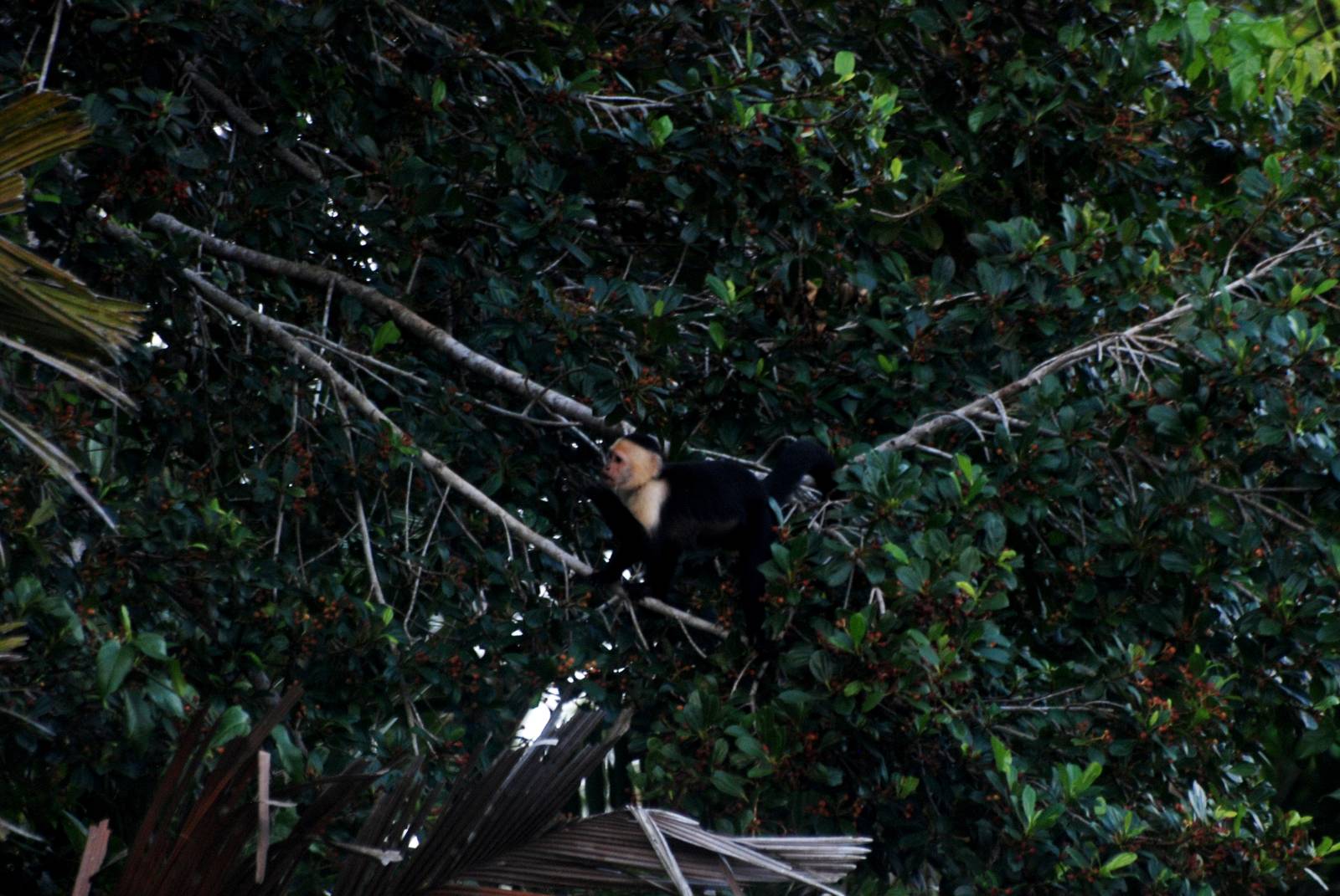 White-throated Capuchin in Tortuguero, 13/04/14