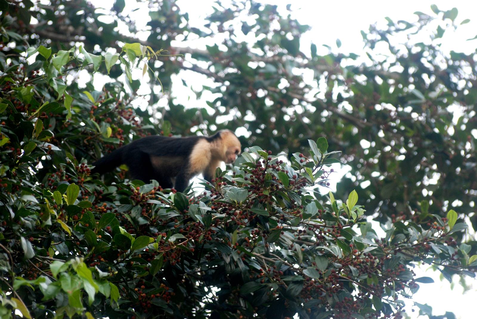 White-throated Capuchin in Tortuguero, 13/04/14