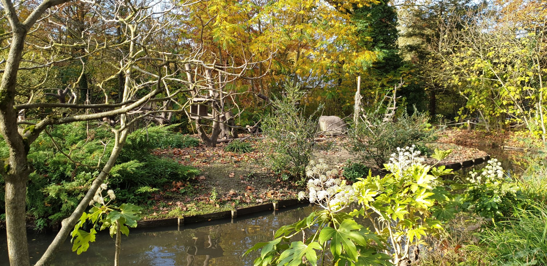 White-throated capuchin island