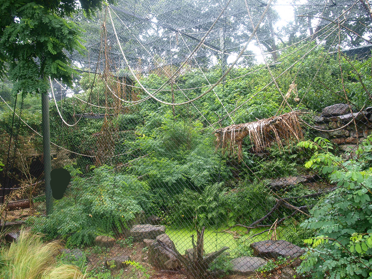 White-throated capuchin monkey exhibit (Former serval exhibit), 2015-07-19