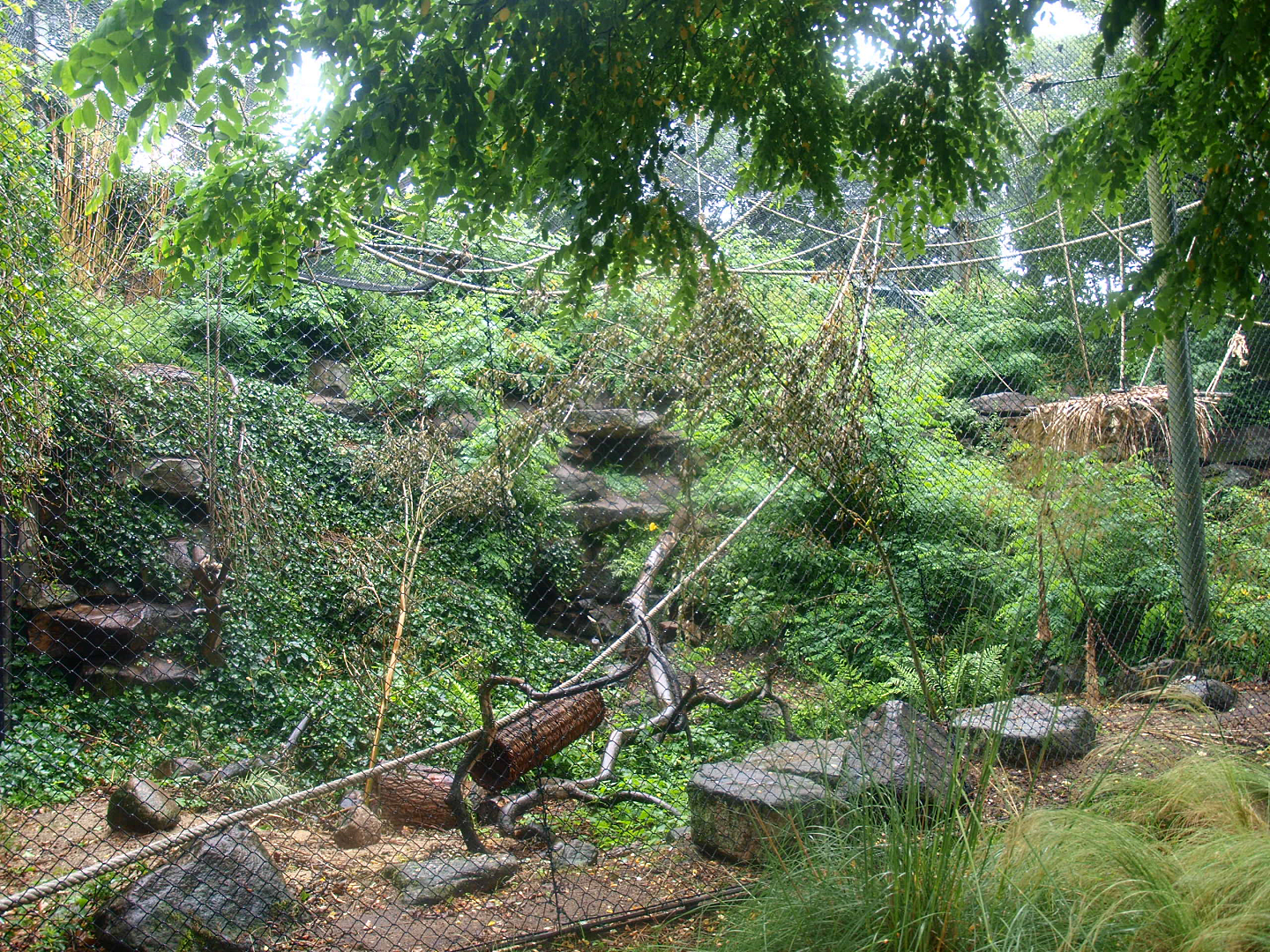 White-throated capuchin monkey exhibit (Former serval exhibit), 2015-07-19