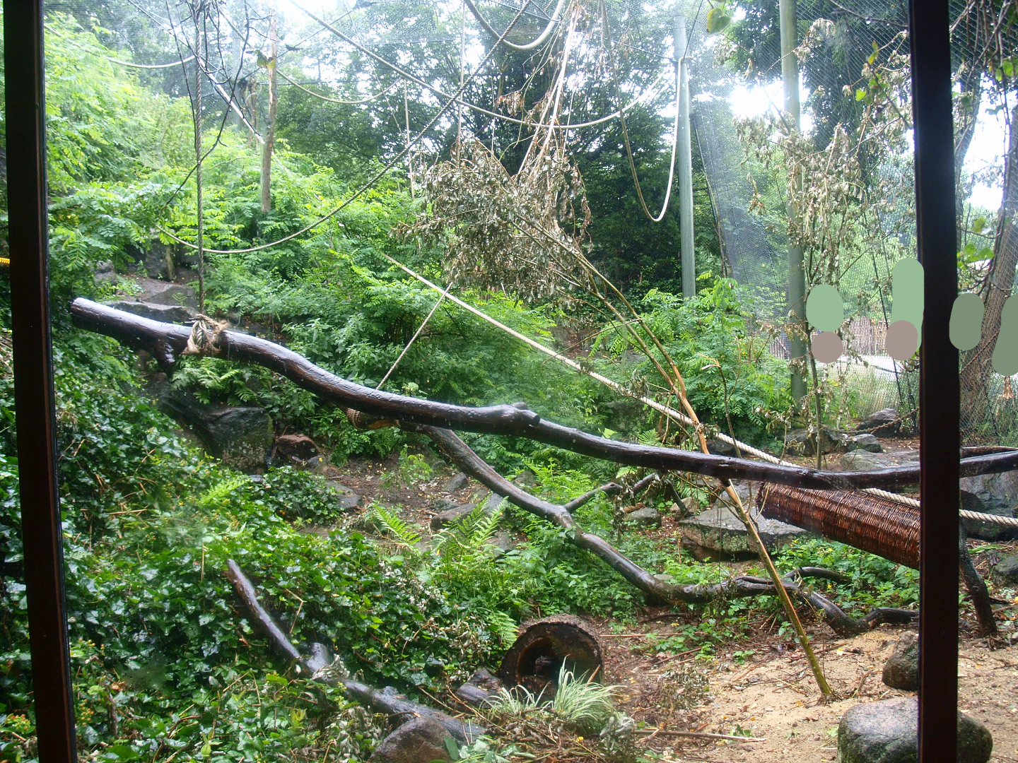 White-throated capuchin monkey exhibit (Former serval exhibit), 2015-07-19