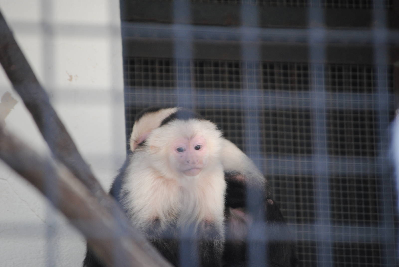 White-Throated Capuchin