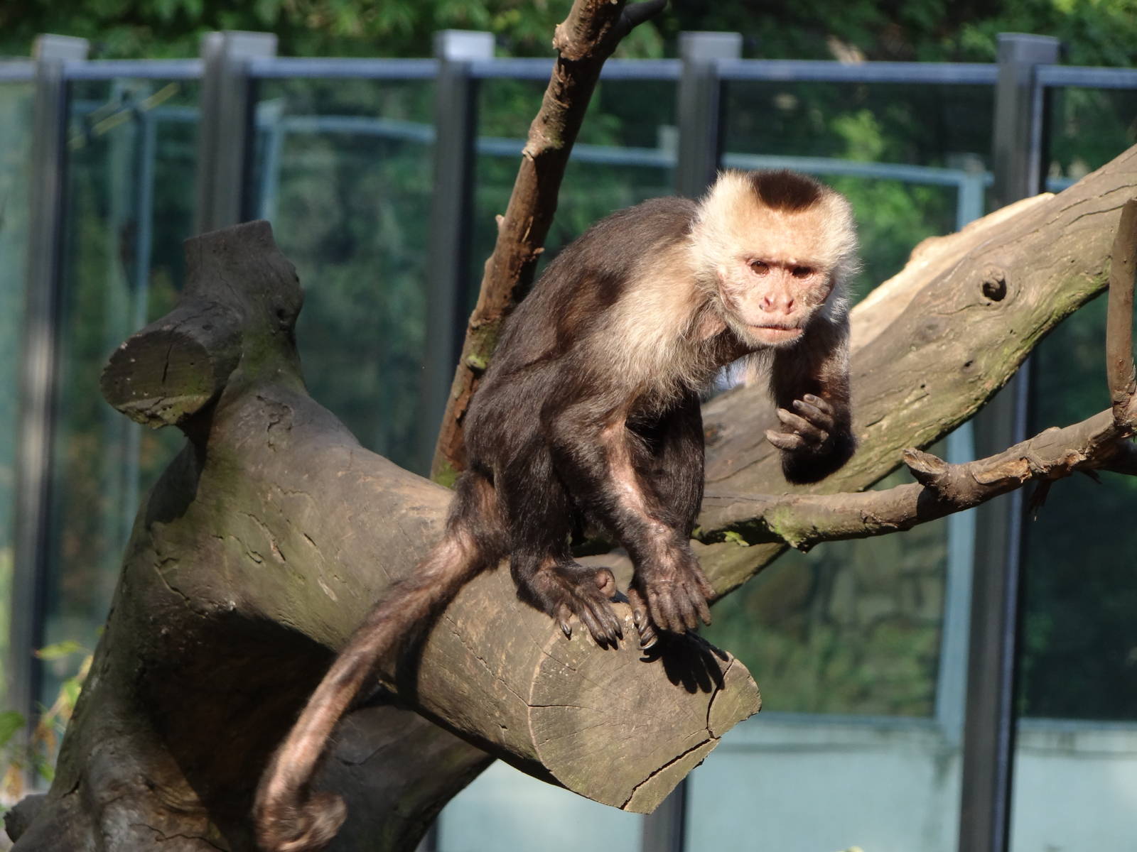 White-throated Capuchin