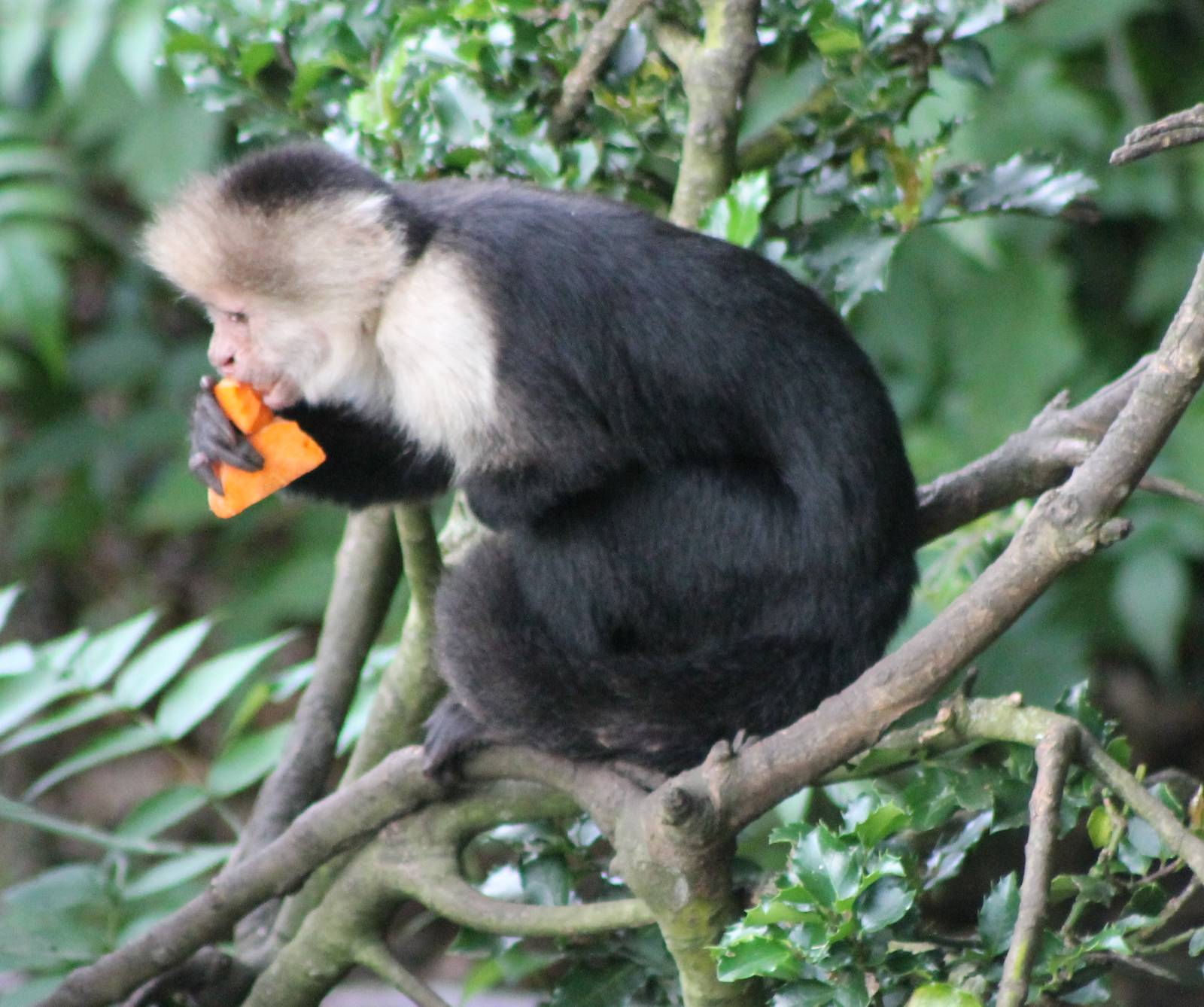 White-throated capuchin