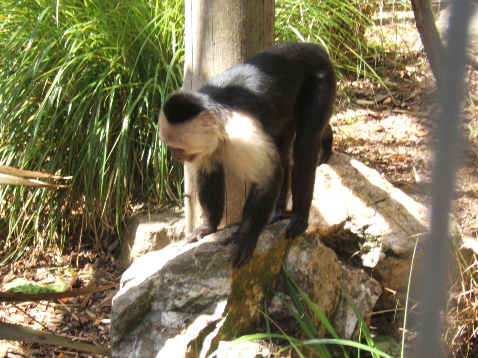 White-throated Capuchin
