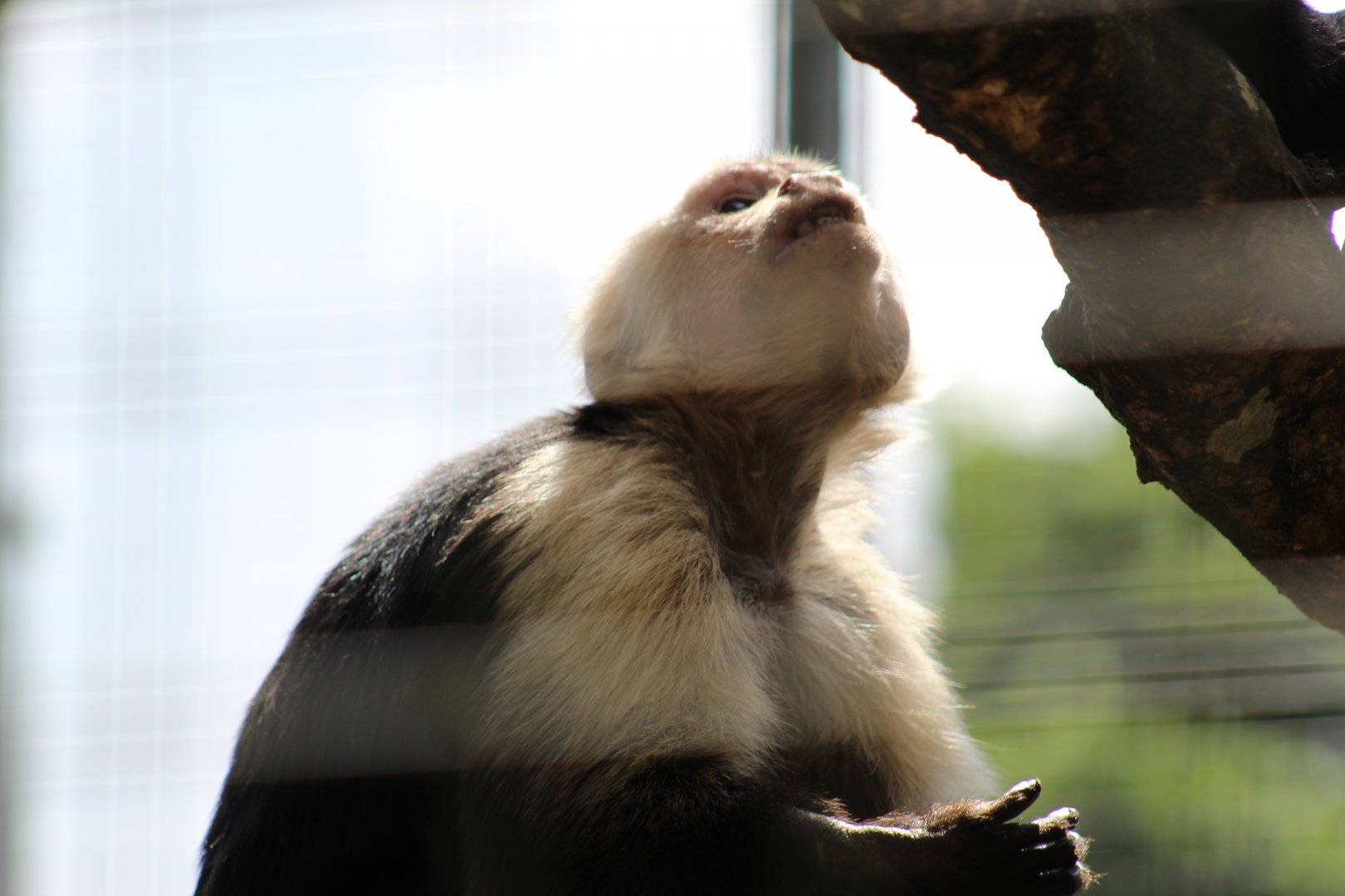 White-Throated Capuchin