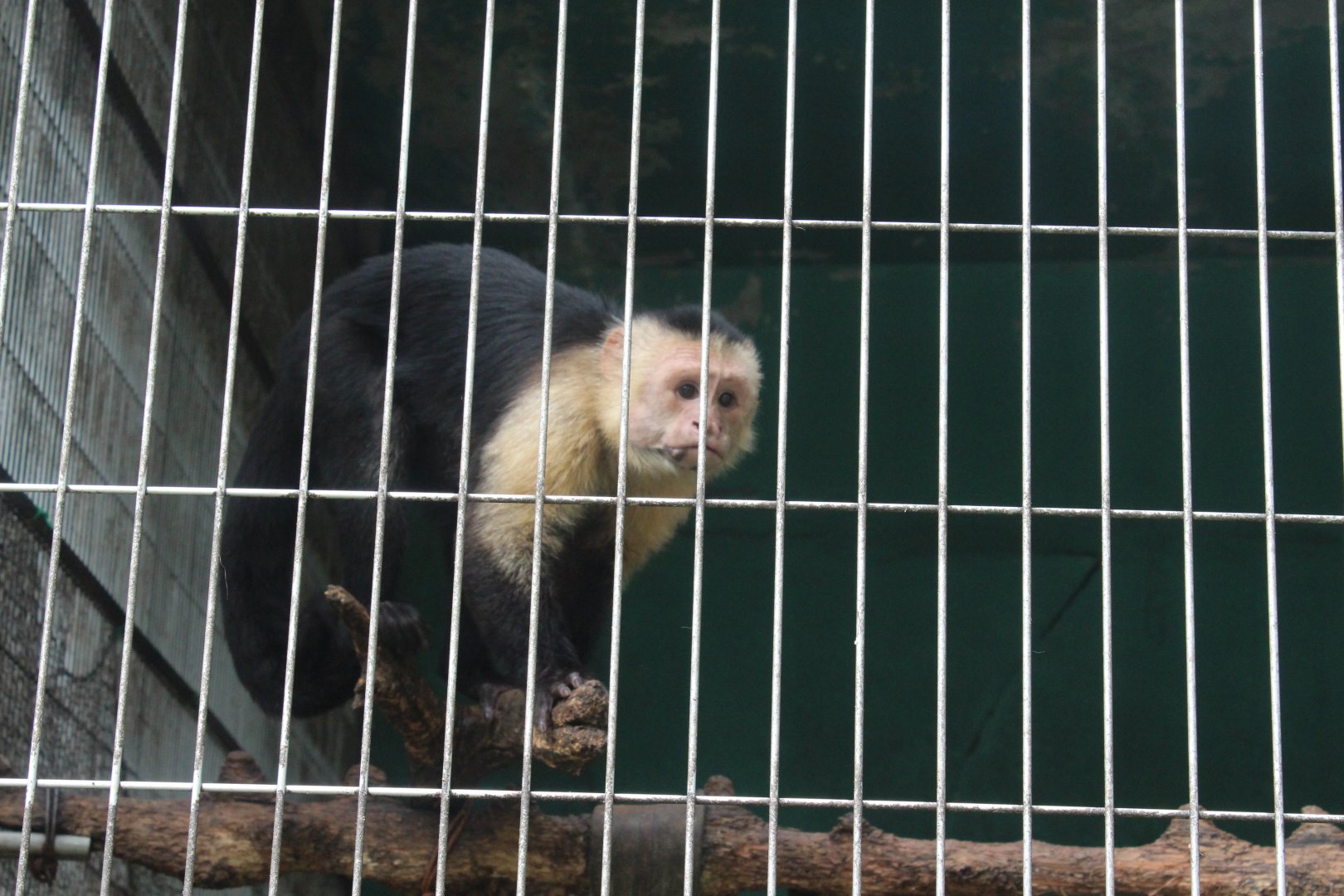 White-throated capuchin