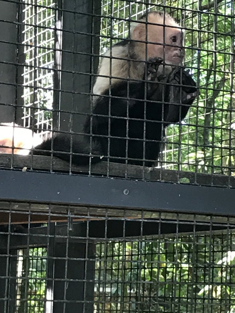 White-throated capuchin