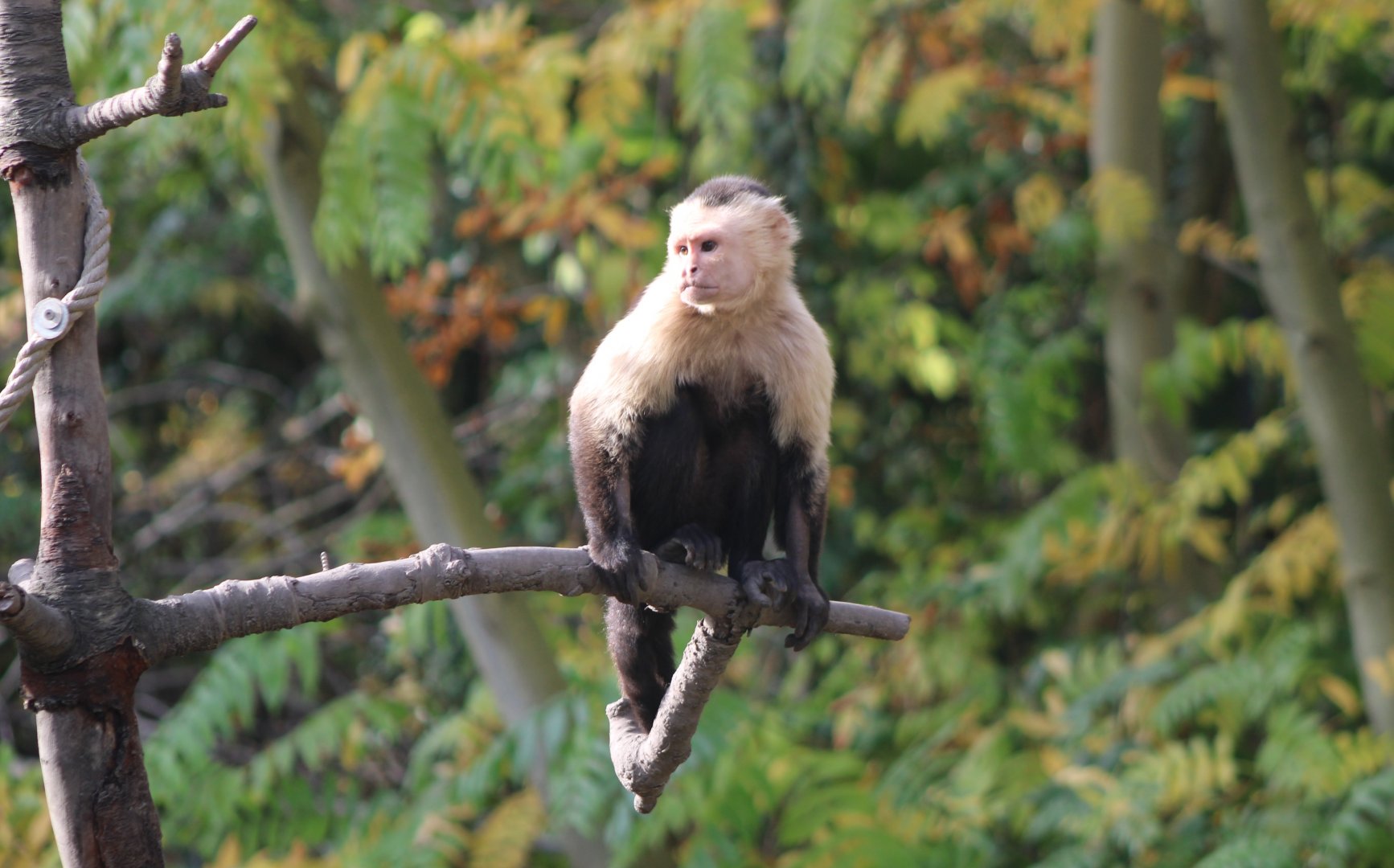 White-throated capuchin