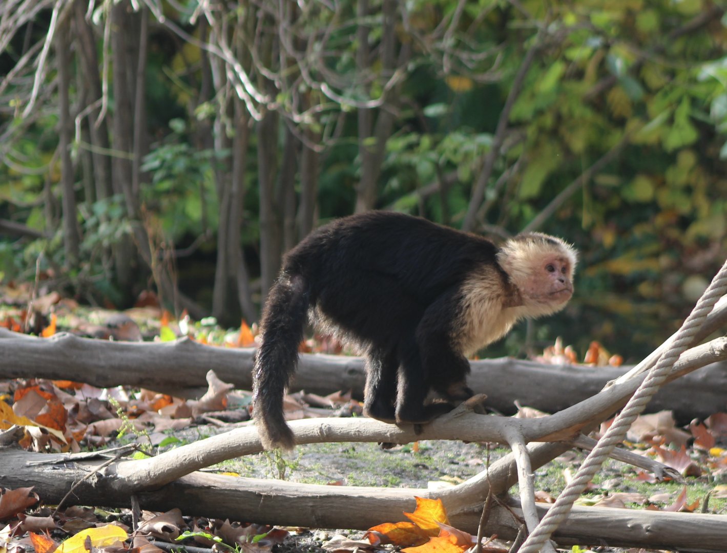 White-throated capuchin