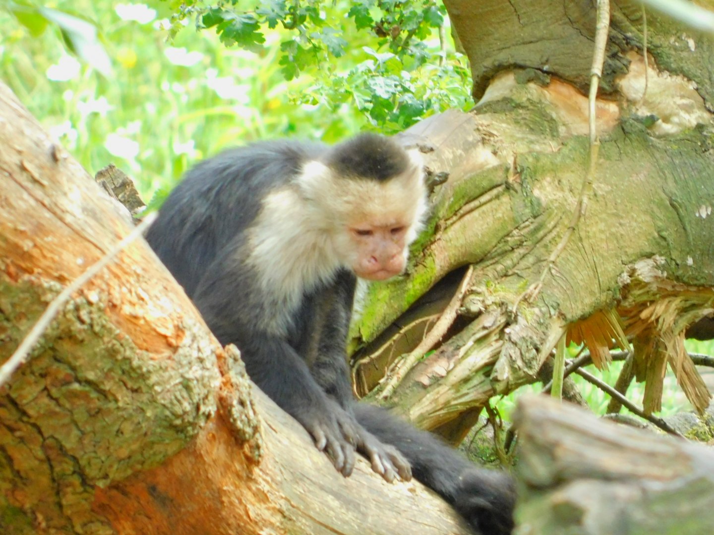 White throated capuchin