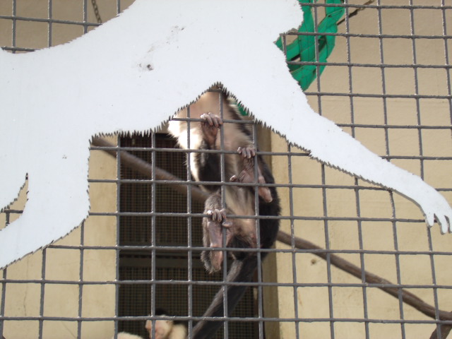 White-Throated Capuchins