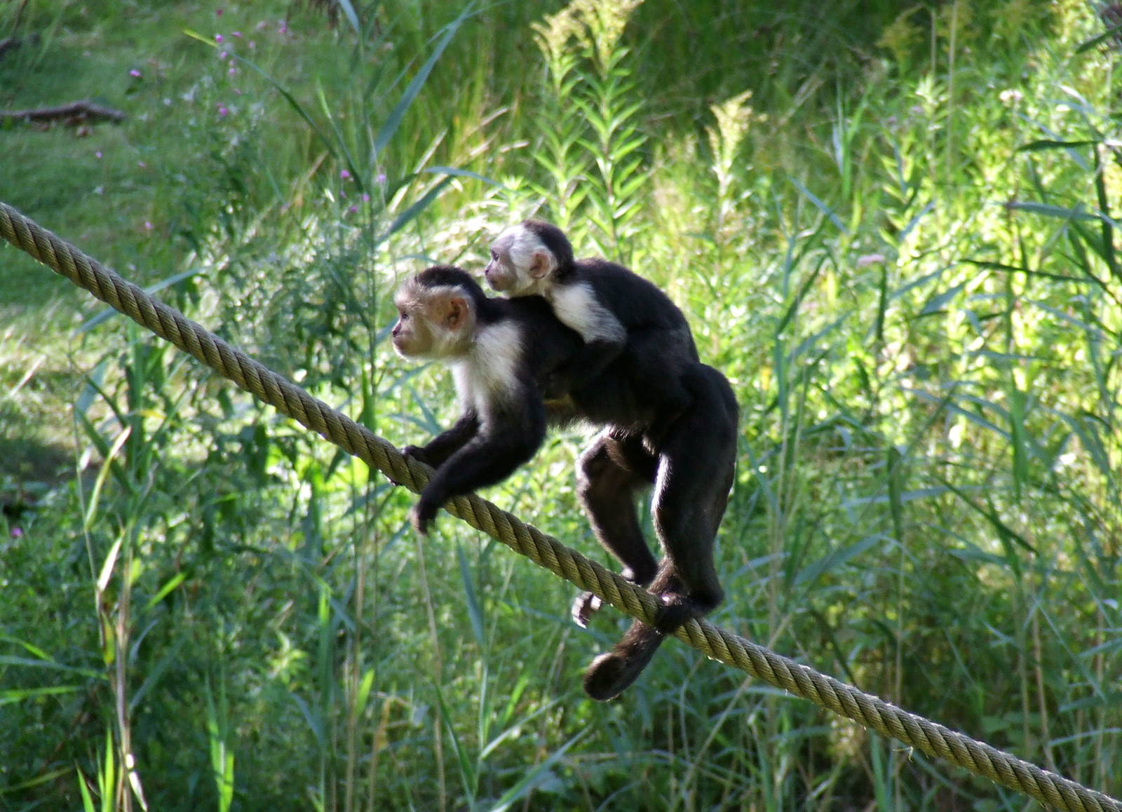 White-throated Capuchins