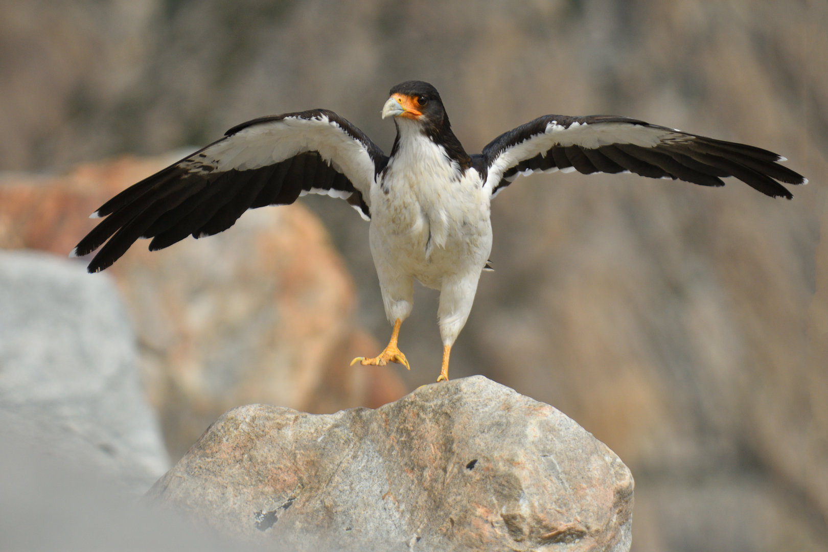 White-throated Caracara Phalcoboenus albogularis