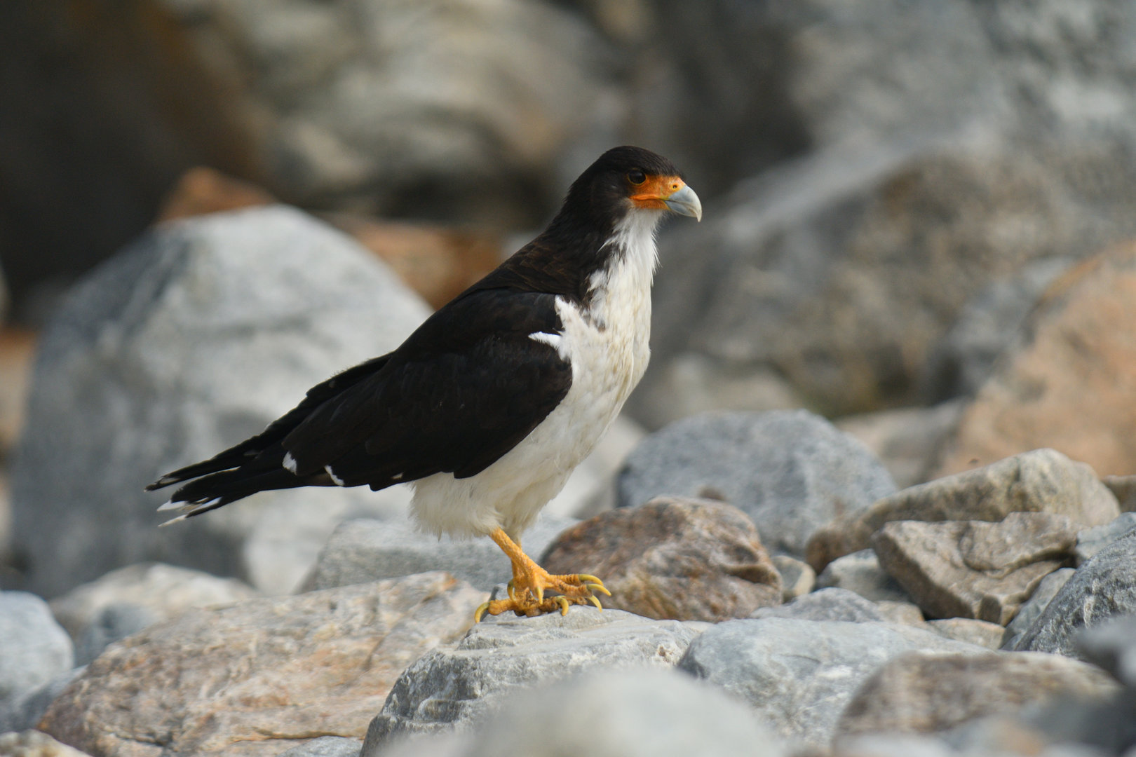 White-throated Caracara Phalcoboenus albogularis