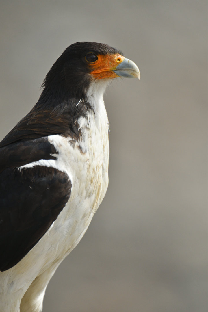 White-throated Caracara Phalcoboenus albogularis