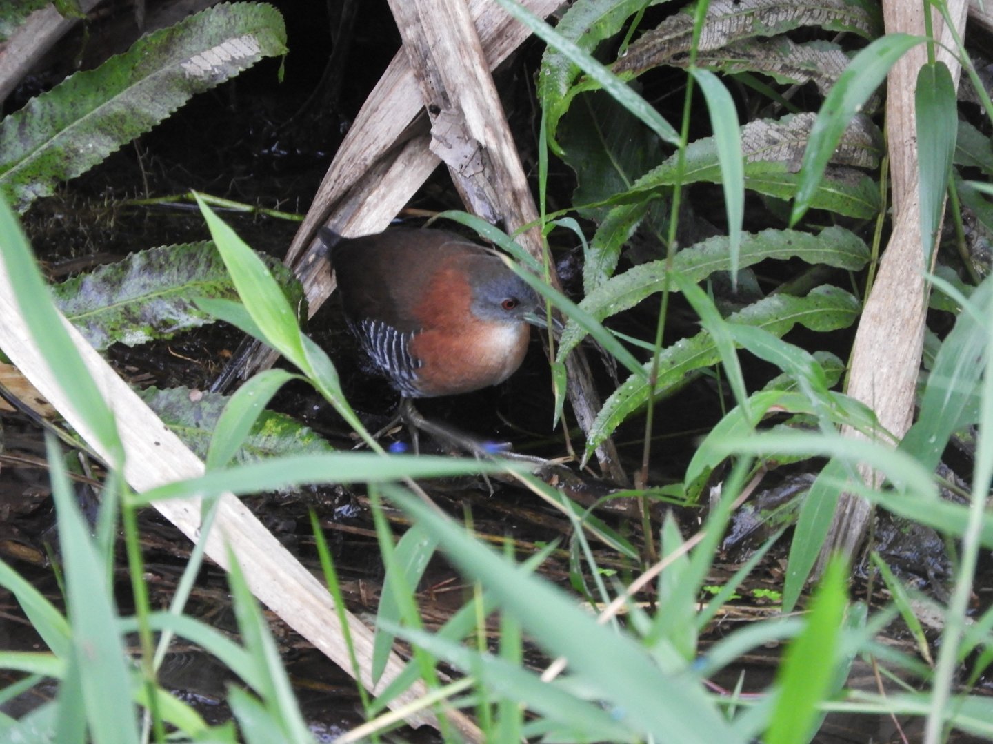 White-throated Crake (Laterallus albigularis)