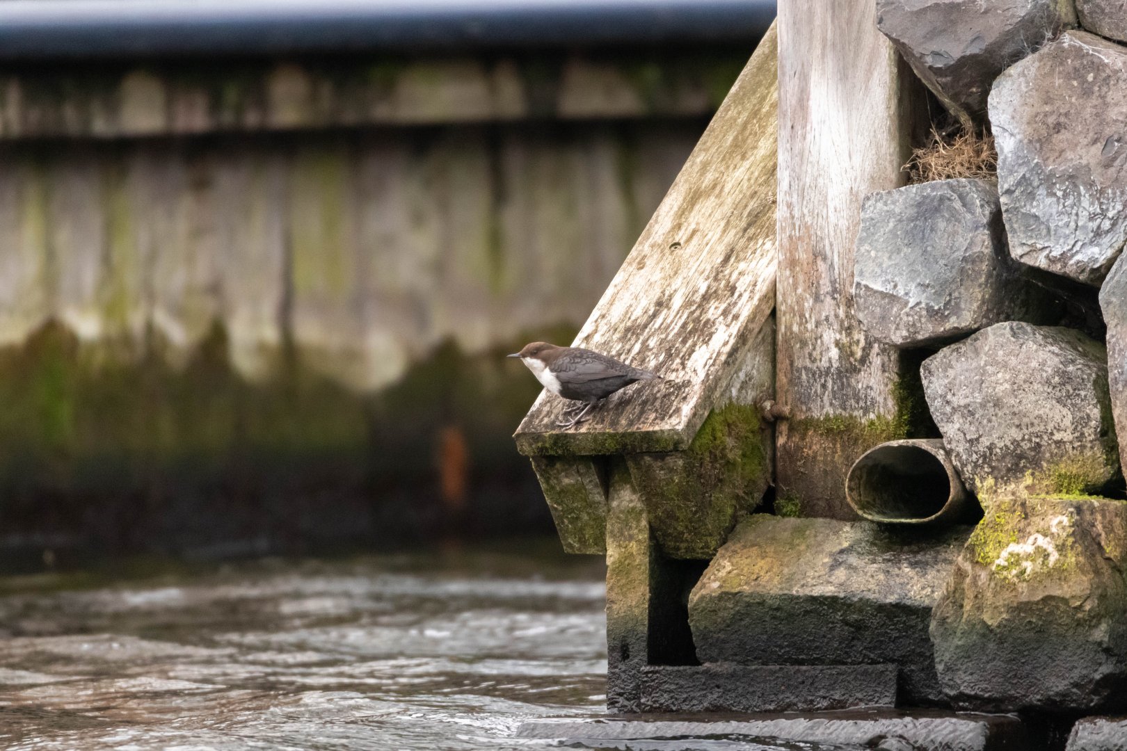 White-throated dipper, Cinclus cinclus