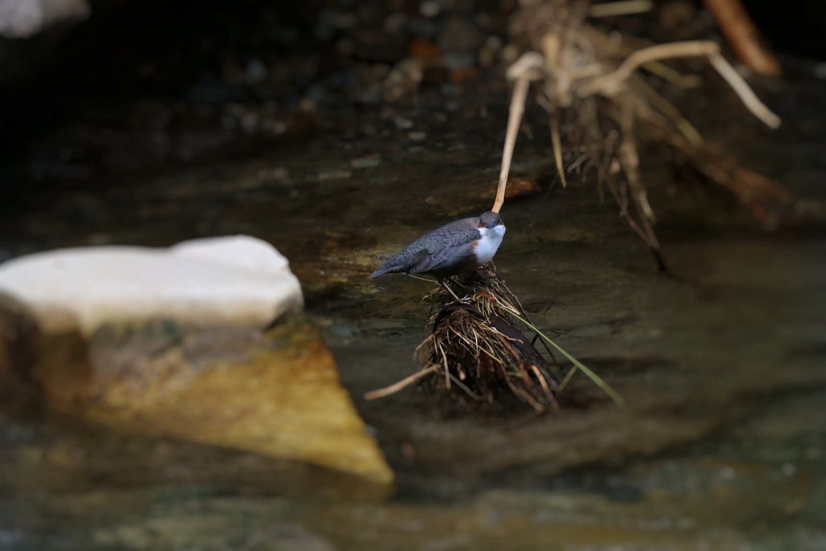 White-throated dipper