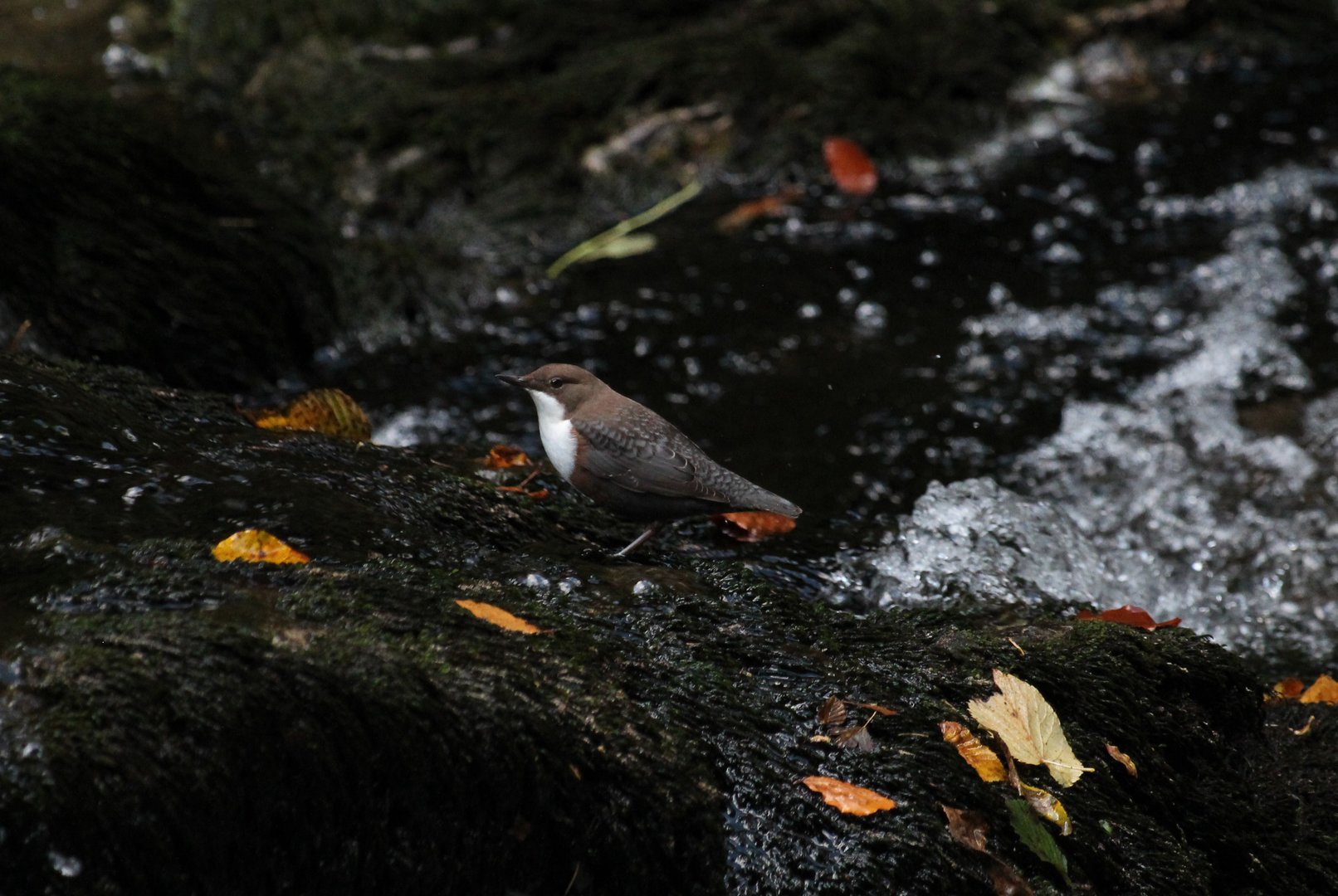 White-throated Dipper