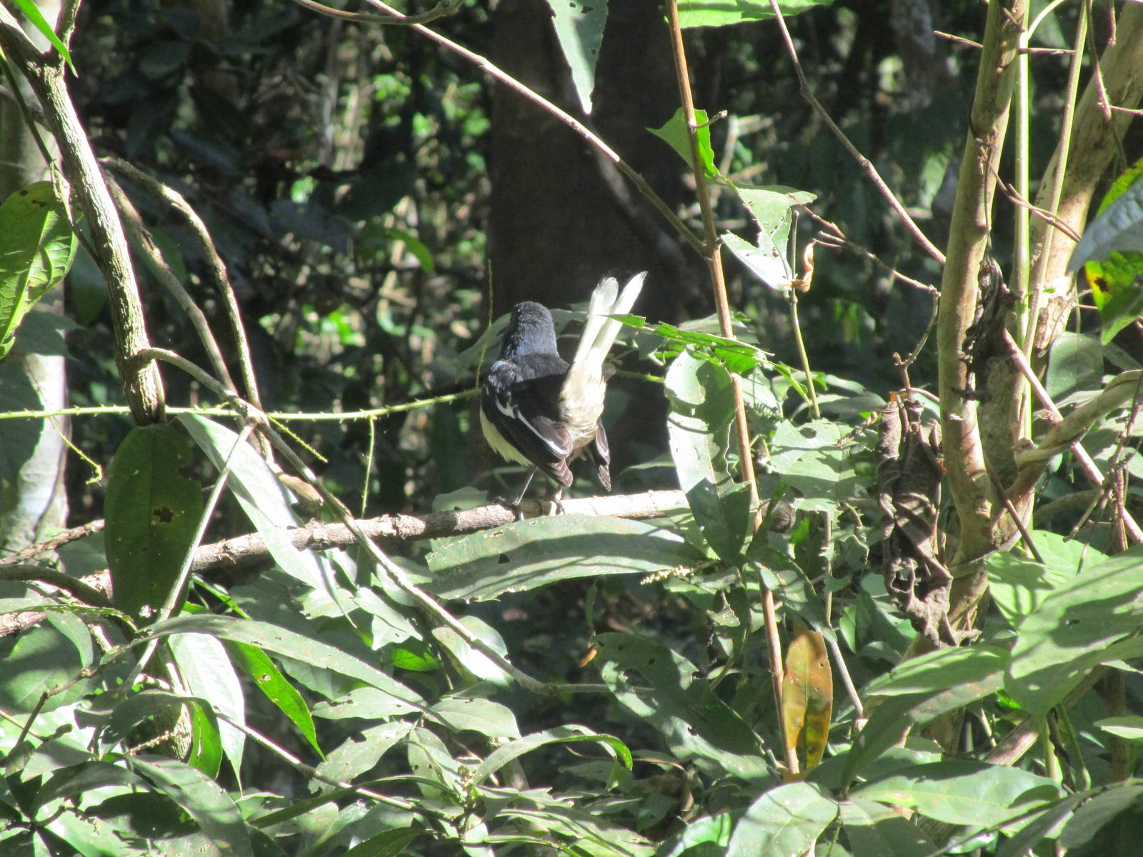 White-throated Fantail - Cat Tien