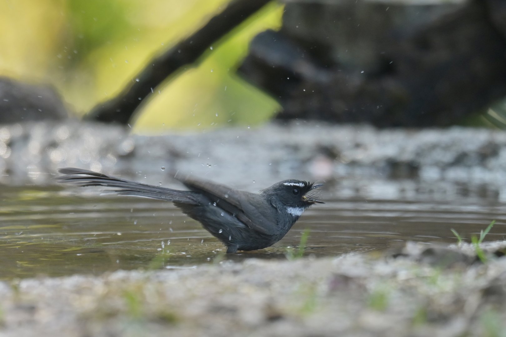 White-throated Fantail Rhipidura albicollis
