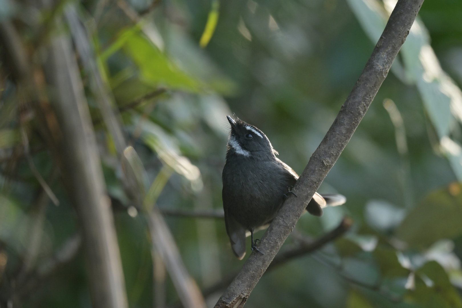 White-throated Fantail Rhipidura albicollis