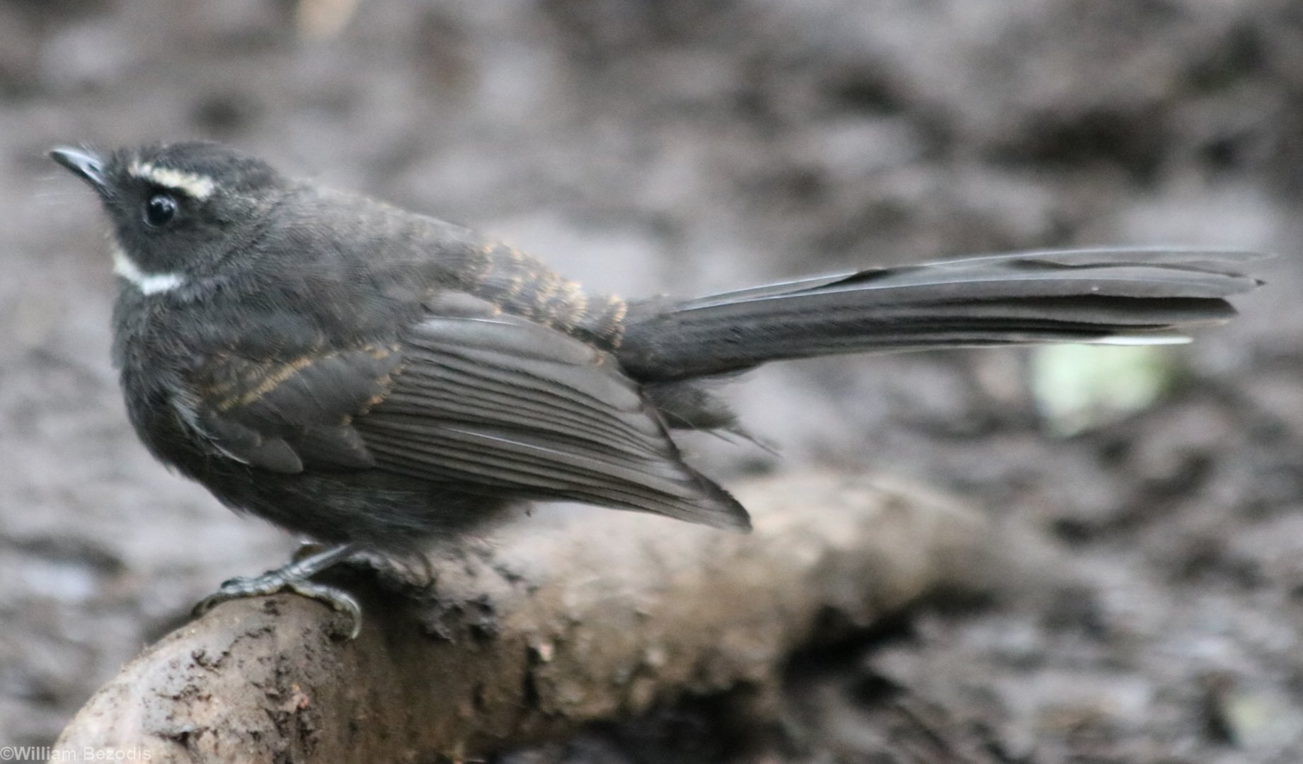 White-throated Fantail