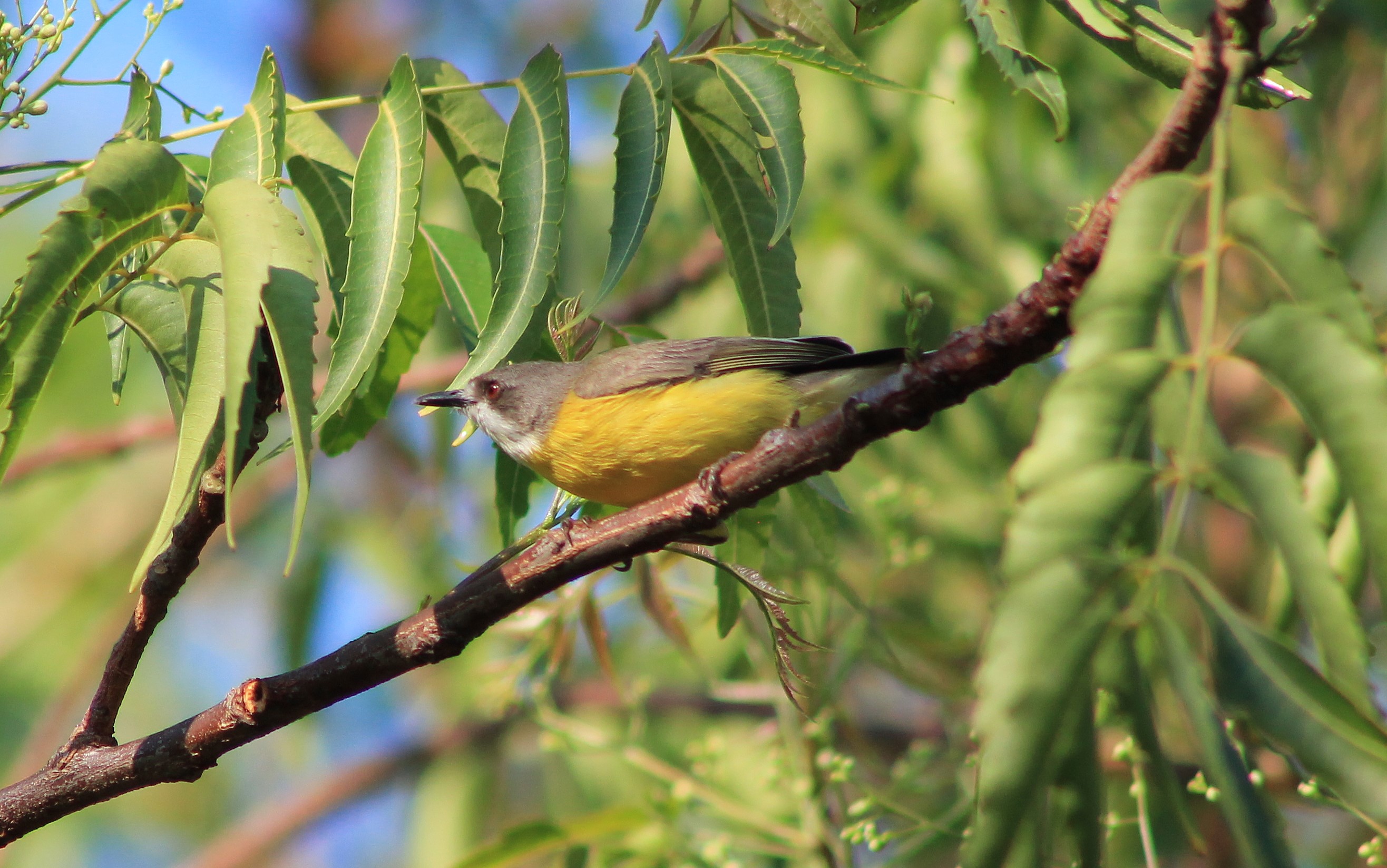 White-throated Gerygone (Gerygone olivacea)