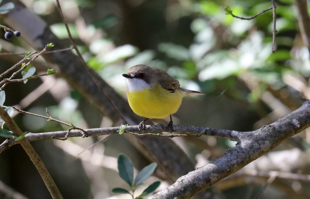 White-throated Gerygone