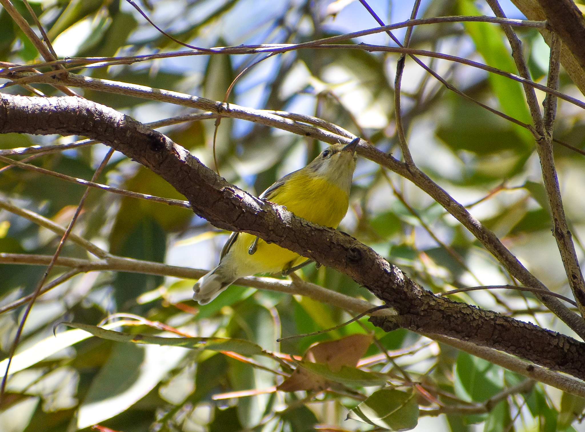 White-throated Gerygone
