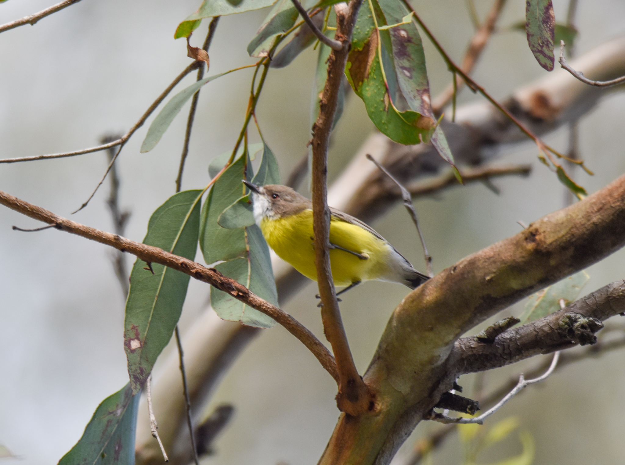 White-throated Gerygone