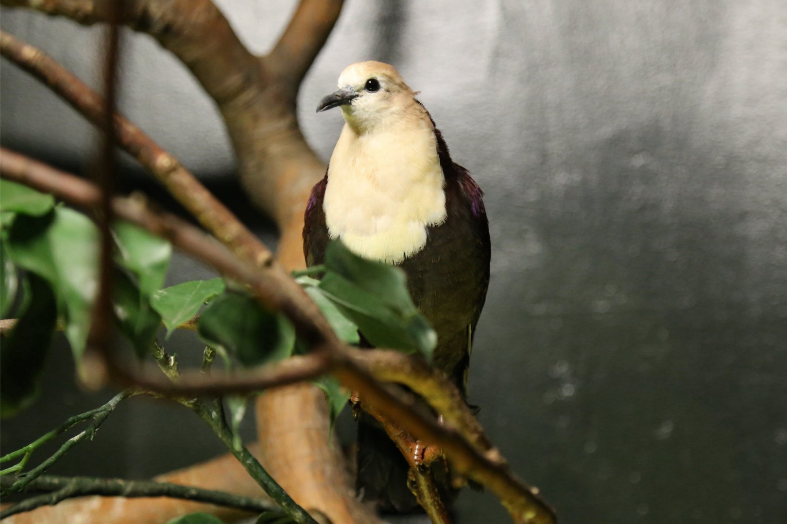 White-throated Ground Dove, June 2015