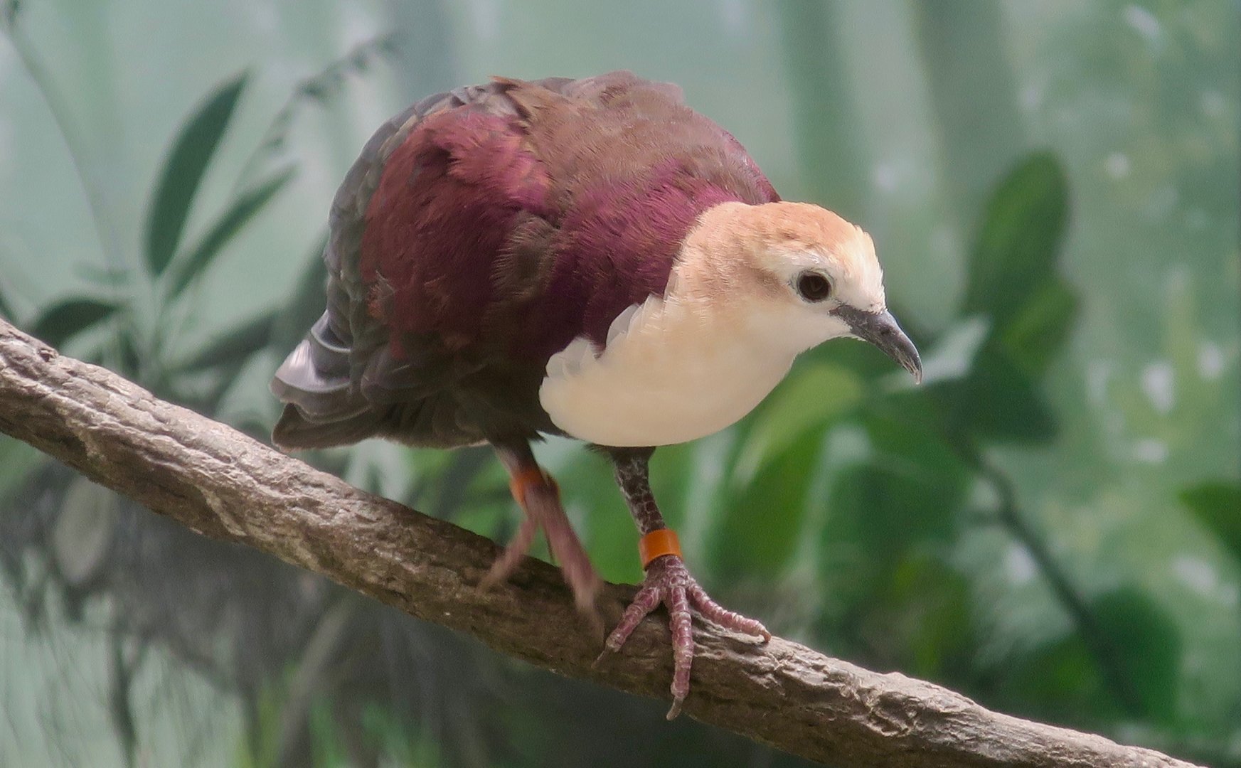 White-Throated Ground Dove (Pampusana xanthonura)