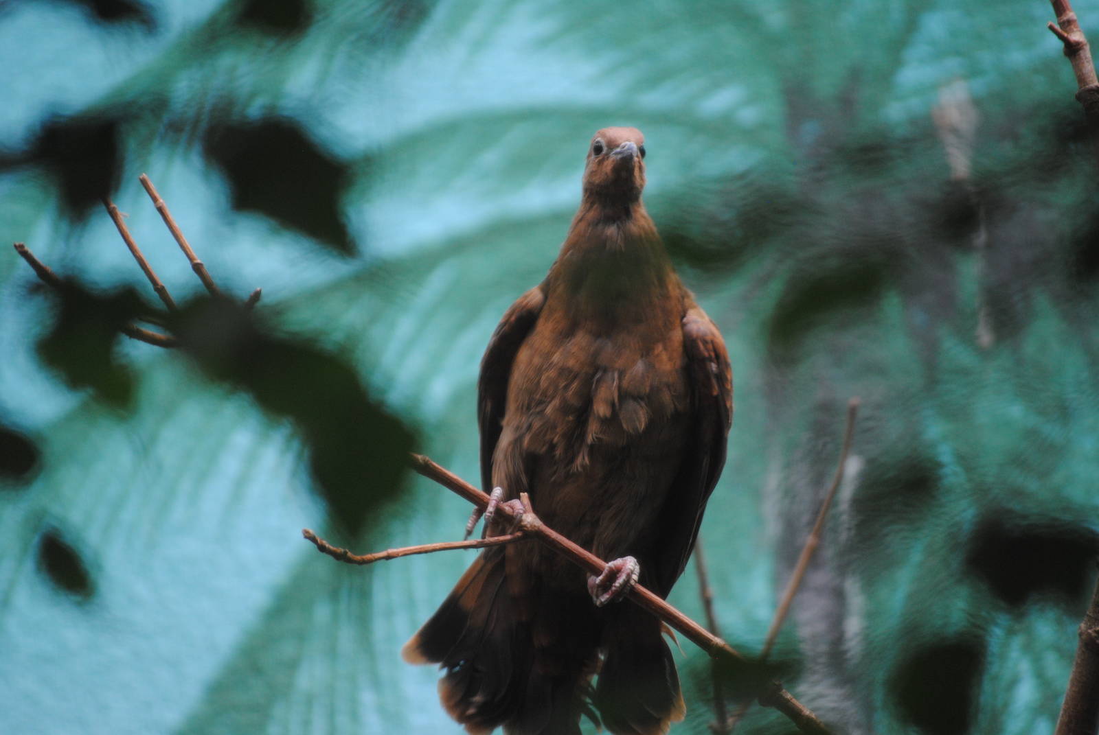 White-Throated Ground Dove